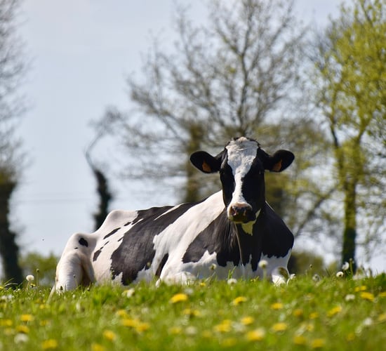 Habitats Directive involvement in derogation 'very concerning'