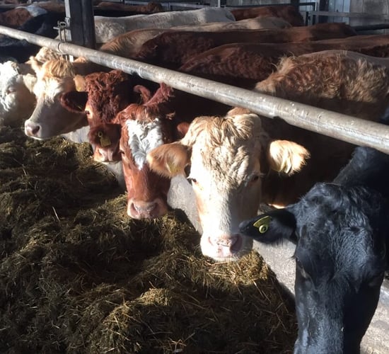 Vet warns 'no guarantee' of late feeding reducing night calvings