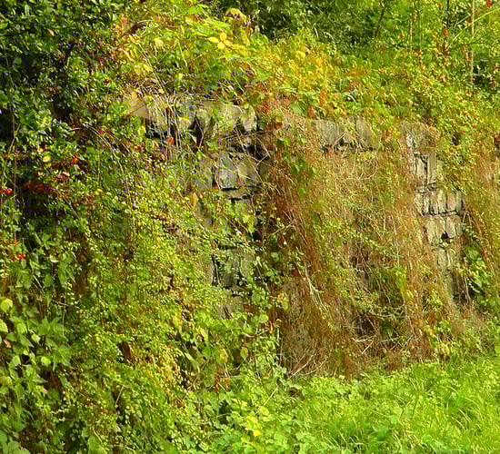 Survey to examine biodiversity in Co. Longford hedgerows