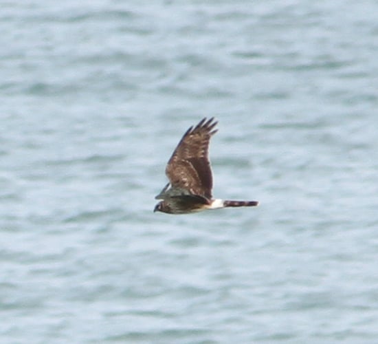 Hen harrier threat plan 'needs tangible supports' for farmers