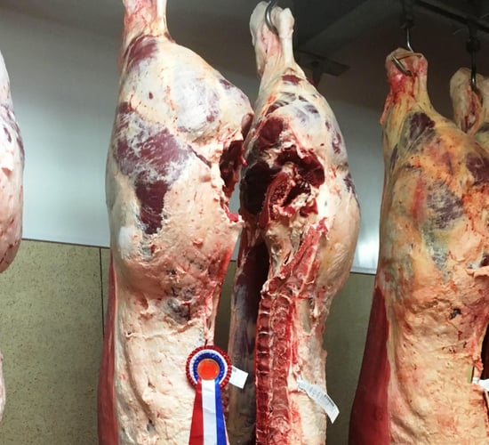 652kg carcass weight cull cow wins Charolais competition