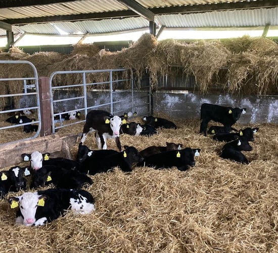 ABP Beef Series: What does it cost to rear a calf?