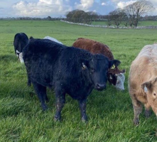 Newford Herd settles on 118ac Roscommon farm