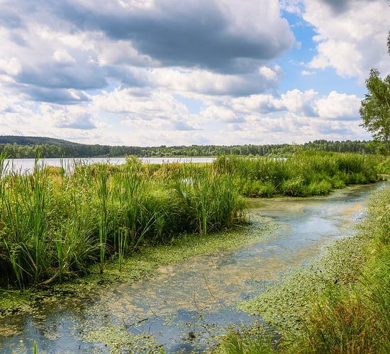 EPA: Agriculture the 'biggest driver' of algal blooms in rural areas