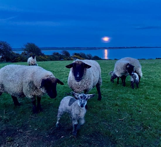 Measures farmers can take to reduce lambing mortality rates