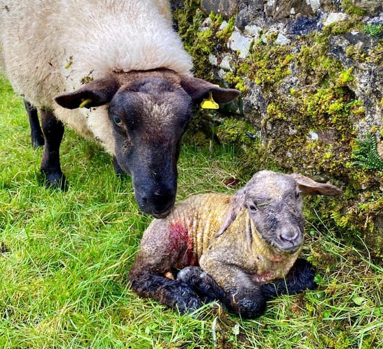 The importance of colostrum this lambing season