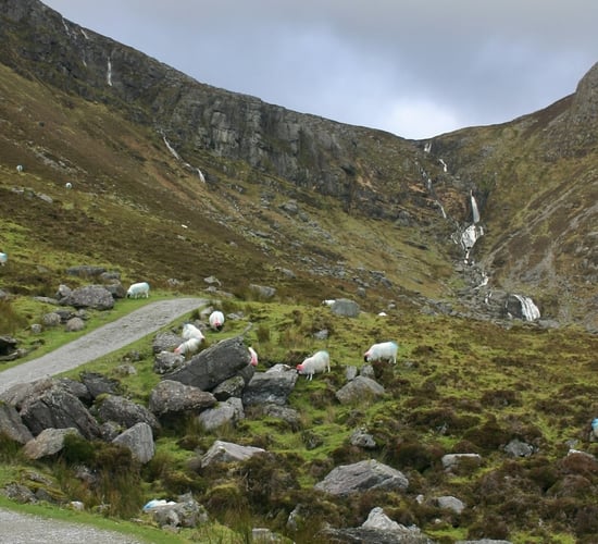 Hill sheep conference set for Wicklow this week