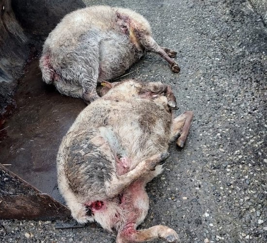Graphic: 14 sheep killed on two Wexford farms in one night