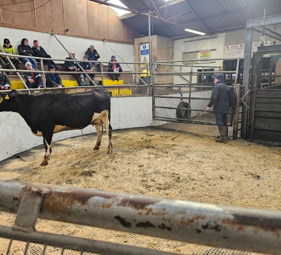 Ashberry herd sale sees top price of €3,460
