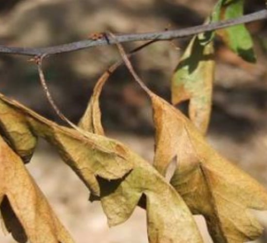 DAFM: 60 new outbreaks of fireblight to-date in 2024
