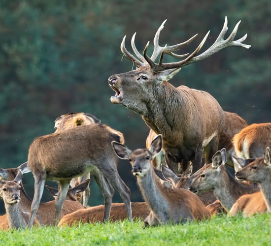Motorists urged to be vigilant during deer breeding season
