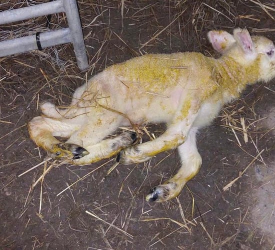 Two cases of Schmallenberg virus detected in sheep in Wexford