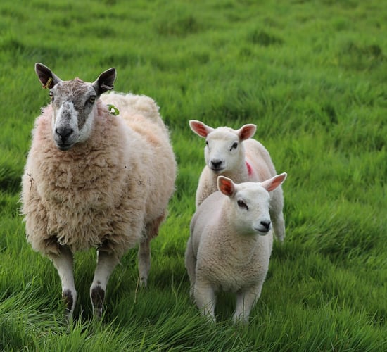 'No plans' for farmer compensation fund for dog attacks on livestock
