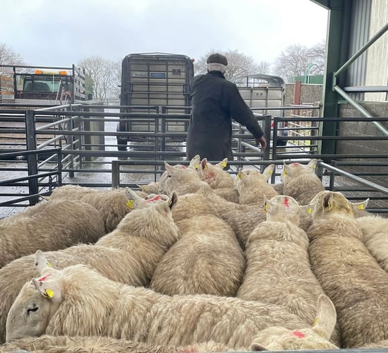 75% increase in demand for SIS hill rams expected