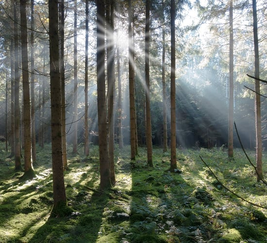 Scottish Forestry imposes new restrictions on exports of spruce timber to Ireland