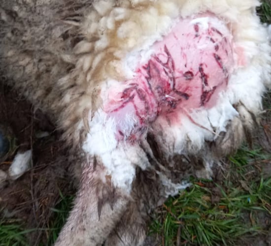 Graphic: In-lamb ewes in Co. Wicklow attacked by two dogs