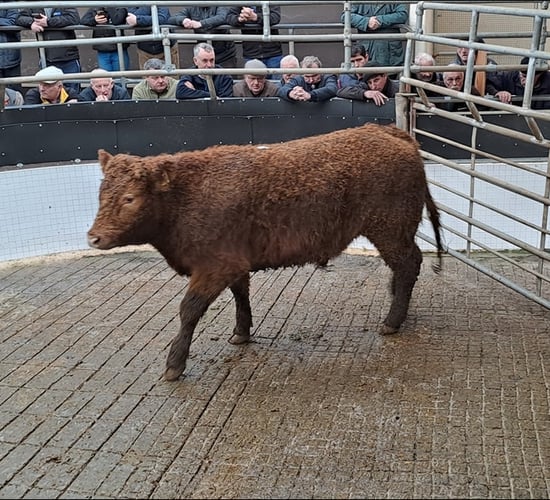 Bullocks over 500kg average €2.94/kg at Ballinrobe Mart