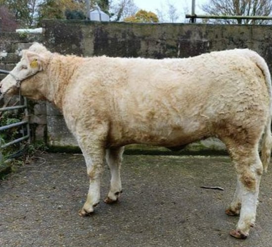 Pedigree heifer prize up for grabs as Ballylinan GAA hosts Oskars