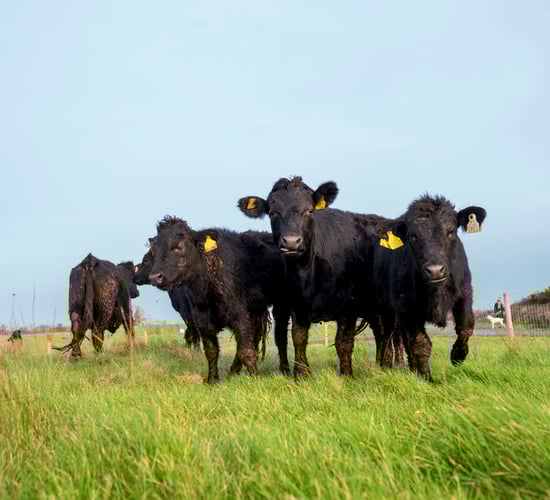 Dexter cattle in Galway city are 'reviving' biodiversity