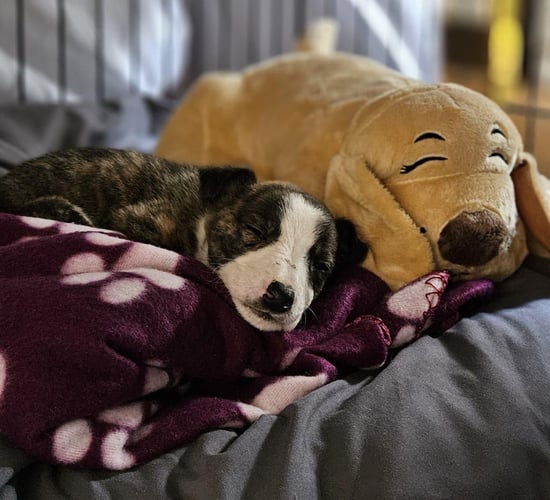 3-week-old puppy 'traded for drugs' in Dublin city