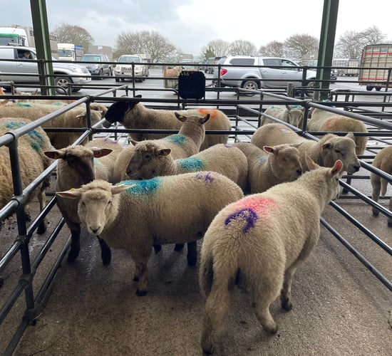 Sheep kill: Spring lamb prices increase while supplies remain low
