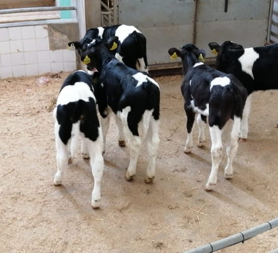 Opinion: Are low-price calves better value than pet lambs?