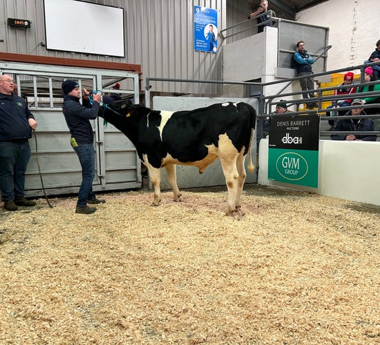 In pictures: IHFA Premier Bull and Heifer sales