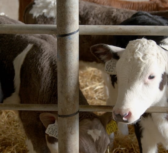 'Proud to produce' high CBV calves on Limerick dairy farm - Commercial Beef Value Series