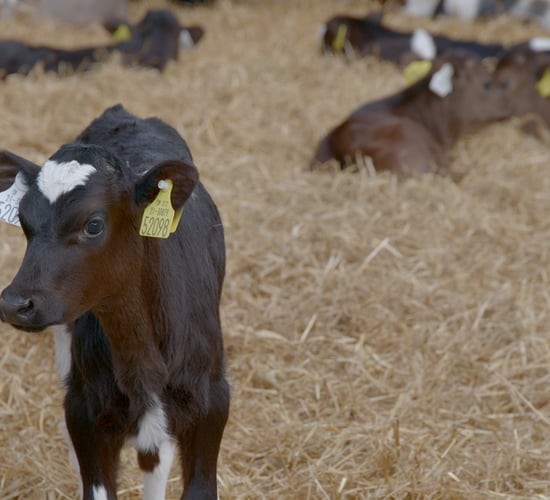 What's causing abomasal bloat in calves?