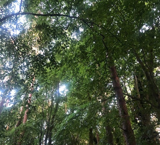 DAFM 'committed' to reduce forest cover in SPAs for hen harrier conservation