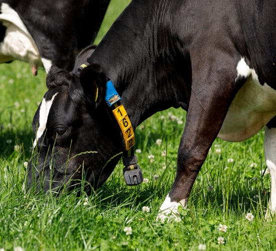 Dairy advice: Be wary of bloat in high-clover paddocks