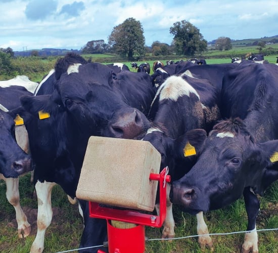 Increasing profits through boosted animal health and performance