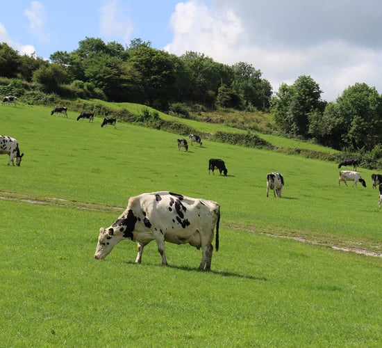 Does palm oil have a future in the dairy supply chain?