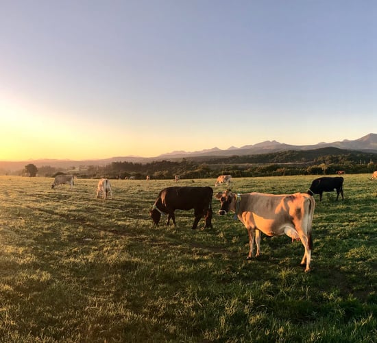 Enhance dairy farming efficiency with active cow monitoring