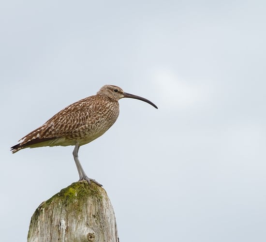 €7.5m for farmers participating in breeding waders EIP
