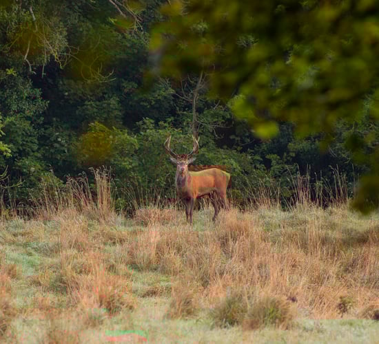 Biodiversity deal is 'first of its kind' in Ireland