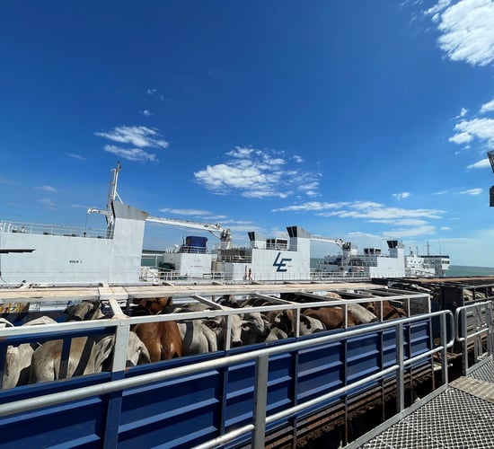 Indonesia suspends cattle imports from Australian facility