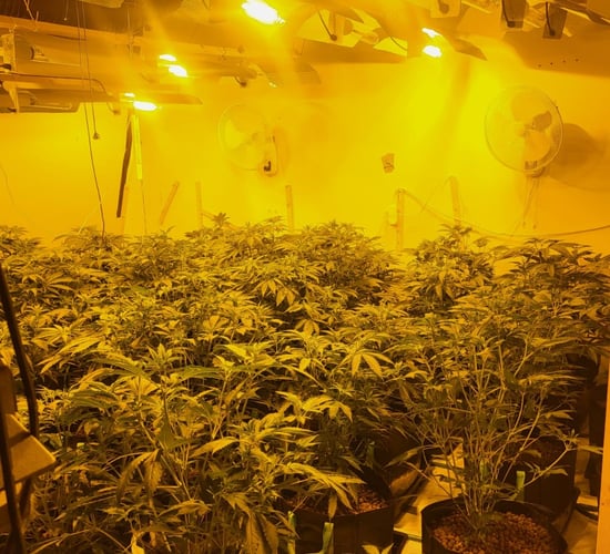 Gardaí discover cannabis grow houses in rural Galway properties