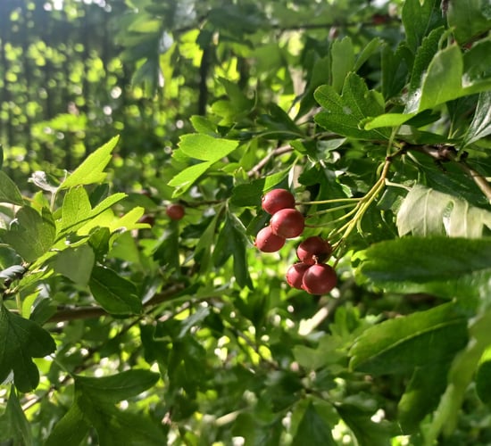 Concerns over risk of fireblight from hawthorn imports for ACRES