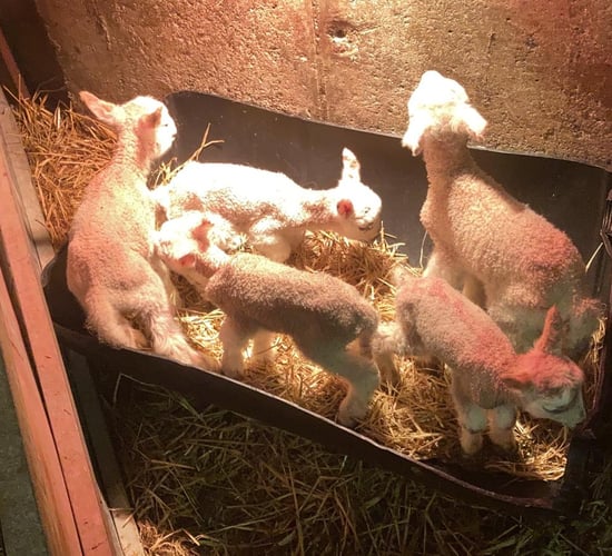 Video: Quads and quintuplets born on Mayo sheep farm