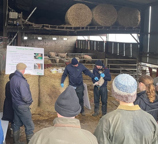 Adopting changes to improve your lambing season