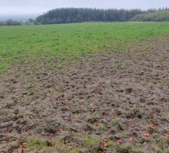 Spring grazing unworkable on many farms as rain persists