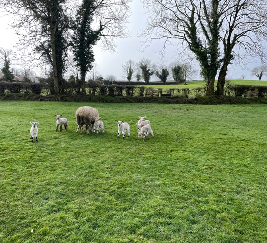 Spring 2024 recorded as one of the warmest and wettest - Met Éireann
