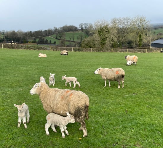 Post-lambing challenges worsened by adverse weather conditions