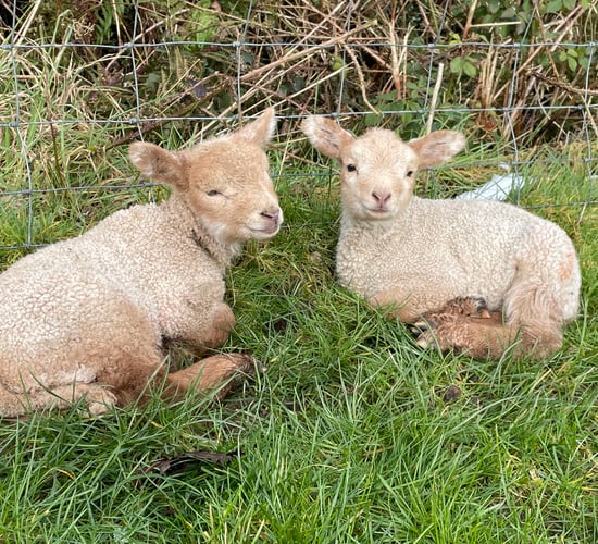 Met Éireann: Showery conditions for Easter weekend