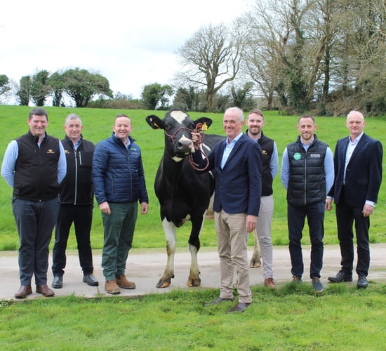 New market for 5,000 pedigree heifers in North Africa