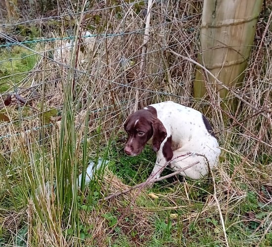 ISPCA rescues 5 puppies after 'illegal dumping' across Longford