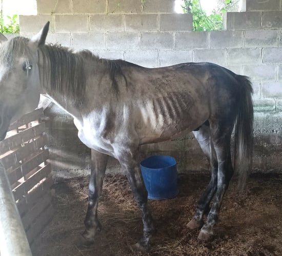 Wicklow woman given prison sentence for cruelty to horses