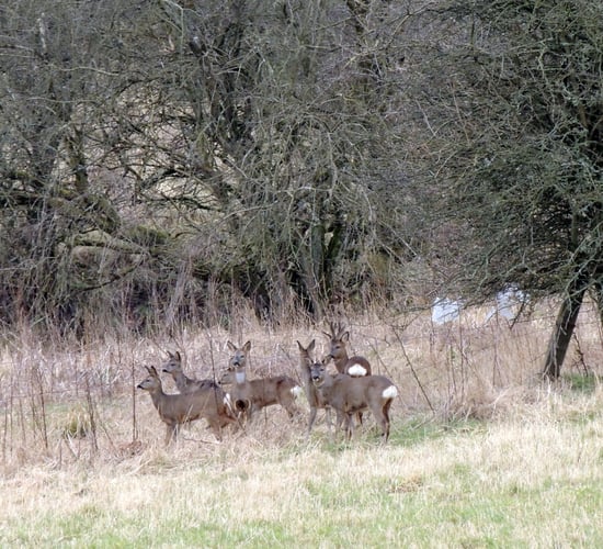 Culling pregnant deer could represent a 'mental health issue' - Scottish group