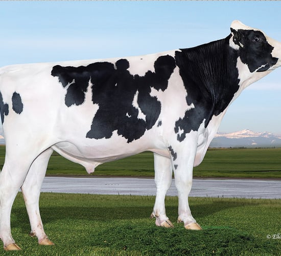 Demand for dairy semen remains strong in Northern Ireland